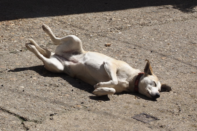 crknjen pes na cesti? ... ne, ne ... samo siesta